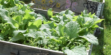 plantekasser med grønt