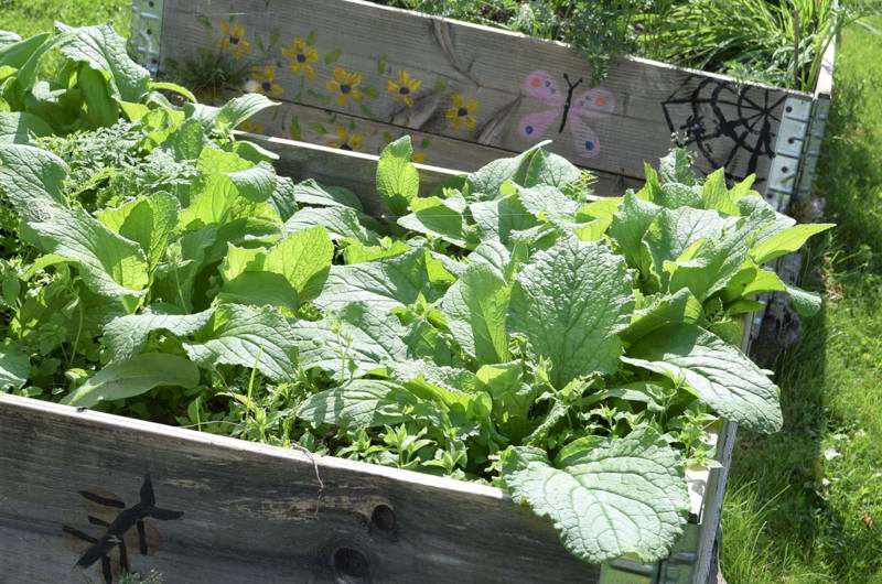 plantekasser med grønt